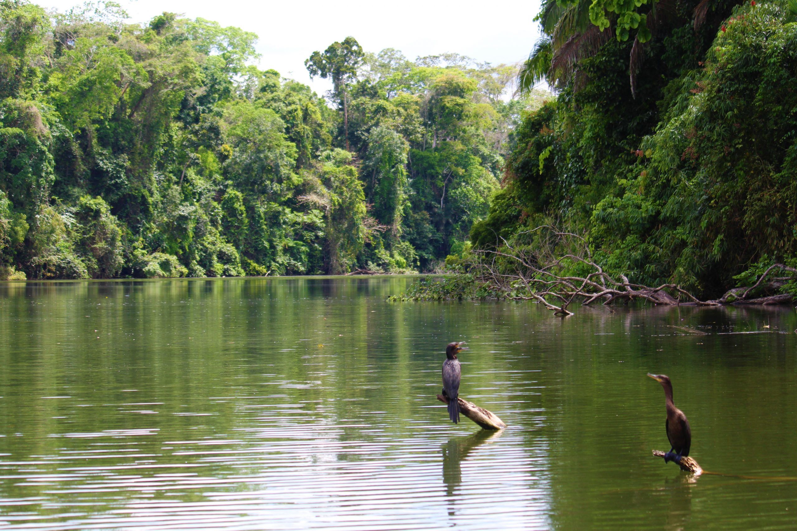 हिंदू जीवन में नदियों, जानवरों, पेड़ों और पहाड़ों का महत्व — Culture